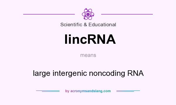 What does lincRNA mean? It stands for large intergenic noncoding RNA