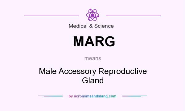 What does MARG mean? It stands for Male Accessory Reproductive Gland