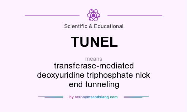 What does TUNEL mean? It stands for transferase-mediated deoxyuridine triphosphate nick end tunneling