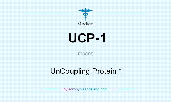 What does UCP-1 mean? It stands for UnCoupling Protein 1