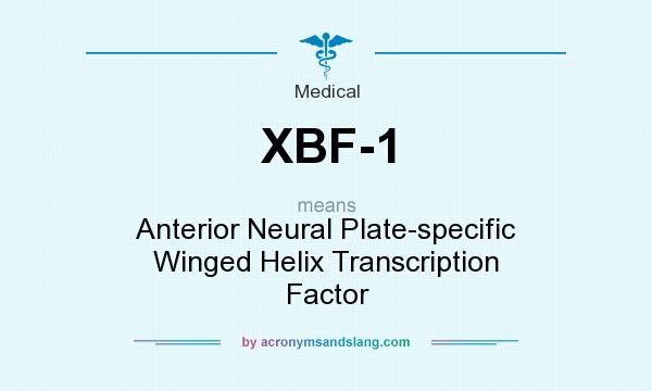 What does XBF-1 mean? It stands for Anterior Neural Plate-specific Winged Helix Transcription Factor