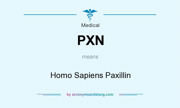What does PXN mean? It stands for Homo Sapiens Paxillin