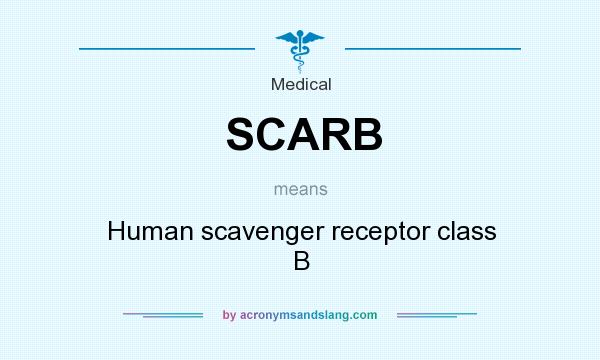 What does SCARB mean? It stands for Human scavenger receptor class B