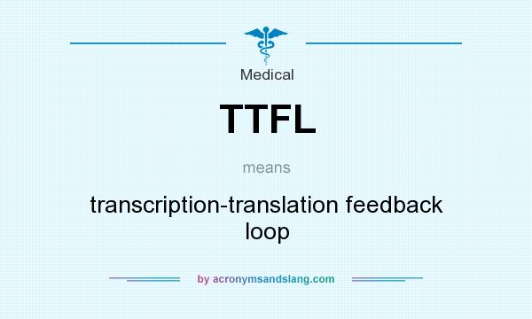 What does TTFL mean? It stands for transcription-translation feedback loop