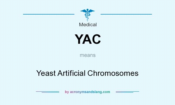 What does YAC mean? It stands for Yeast Artificial Chromosomes