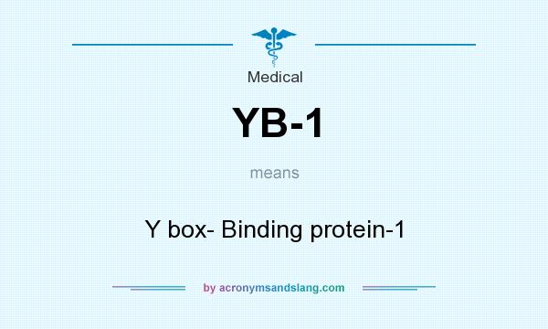 What does YB-1 mean? It stands for Y box- Binding protein-1