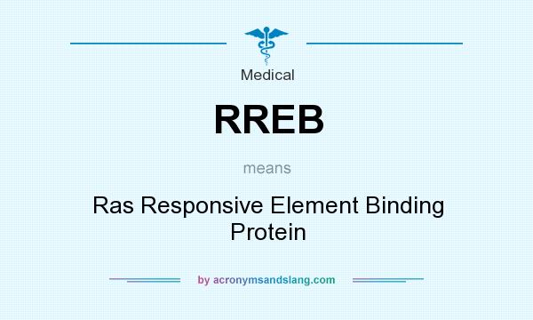 What does RREB mean? It stands for Ras Responsive Element Binding Protein