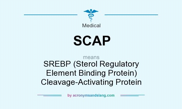 What does SCAP mean? It stands for SREBP (Sterol Regulatory Element Binding Protein) Cleavage-Activating Protein