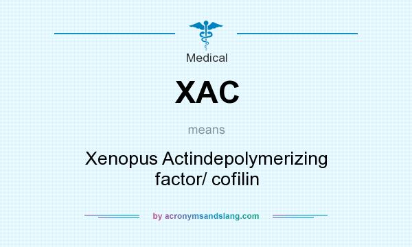 What does XAC mean? It stands for Xenopus Actindepolymerizing factor/ cofilin