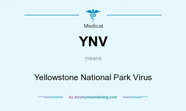 What does YNV mean? It stands for Yellowstone National Park Virus