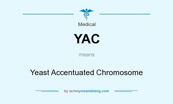 What does YAC mean? It stands for Yeast Accentuated Chromosome