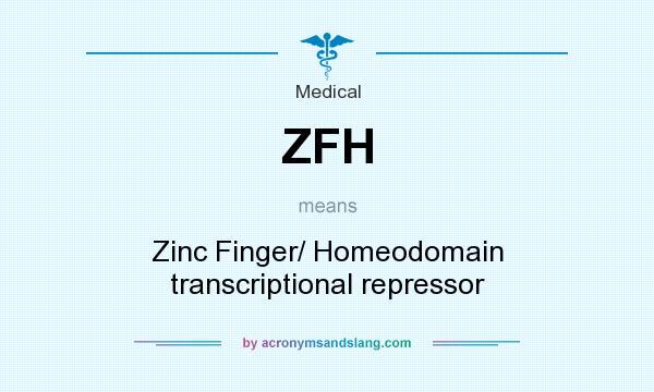 What does ZFH mean? It stands for Zinc Finger/ Homeodomain transcriptional repressor