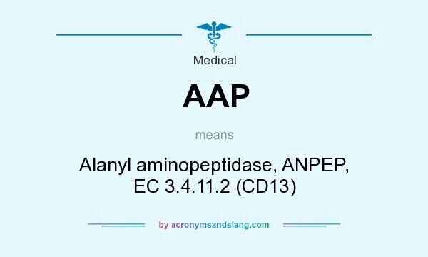 What does AAP mean? It stands for Alanyl aminopeptidase, ANPEP, EC 3.4.11.2 (CD13)