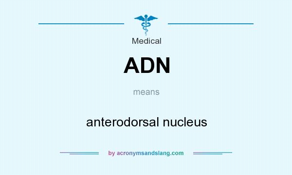 What does ADN mean? It stands for anterodorsal nucleus
