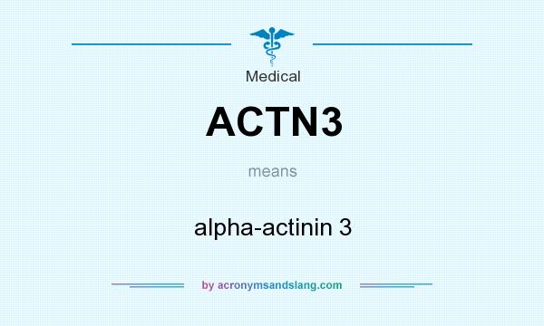 What does ACTN3 mean? It stands for alpha-actinin 3