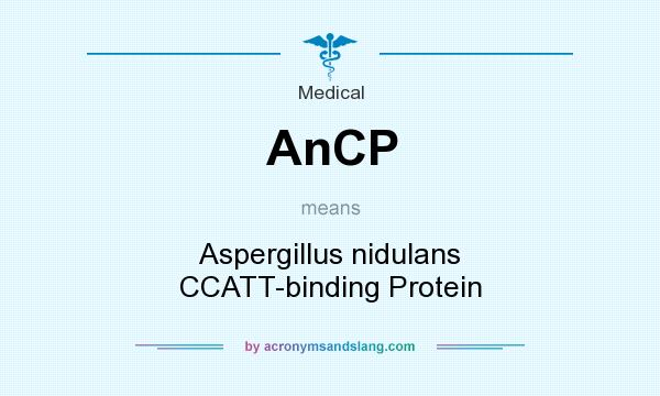 What does AnCP mean? It stands for Aspergillus nidulans CCATT-binding Protein