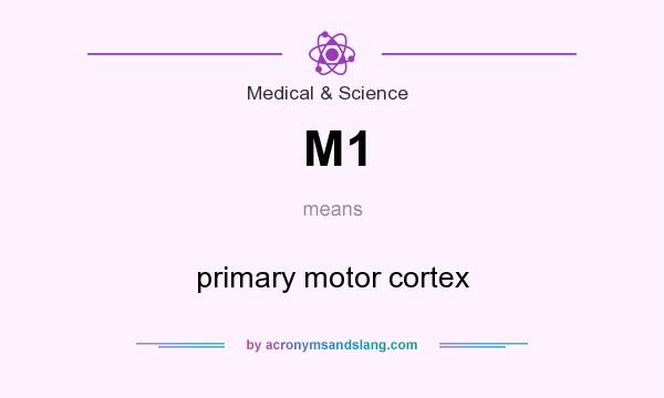 What does M1 mean? It stands for primary motor cortex