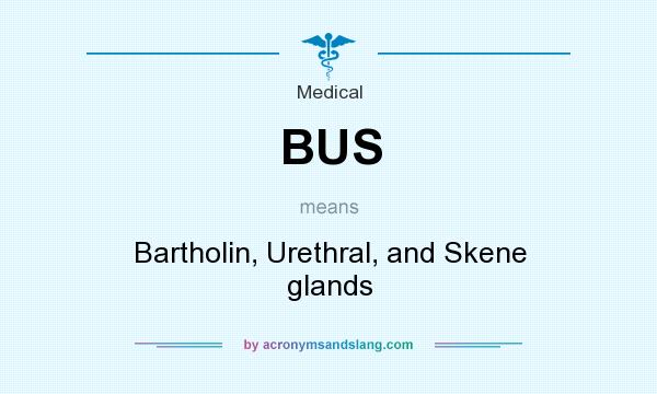 What does BUS mean? It stands for Bartholin, Urethral, and Skene glands