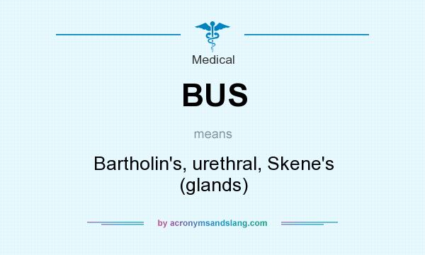 What does BUS mean? It stands for Bartholin`s, urethral, Skene`s (glands)