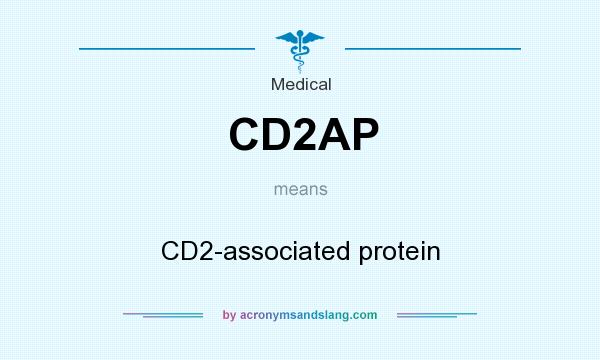 What does CD2AP mean? It stands for CD2-associated protein