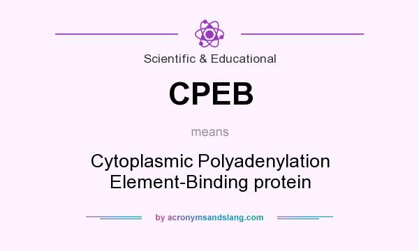 What does CPEB mean? It stands for Cytoplasmic Polyadenylation Element-Binding protein