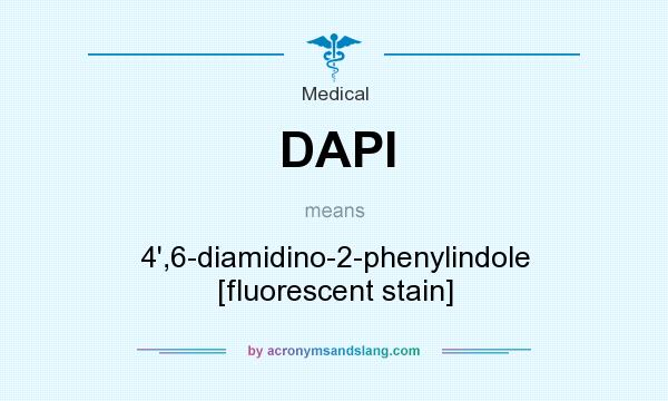 What does DAPI mean? It stands for 4`,6-diamidino-2-phenylindole [fluorescent stain]