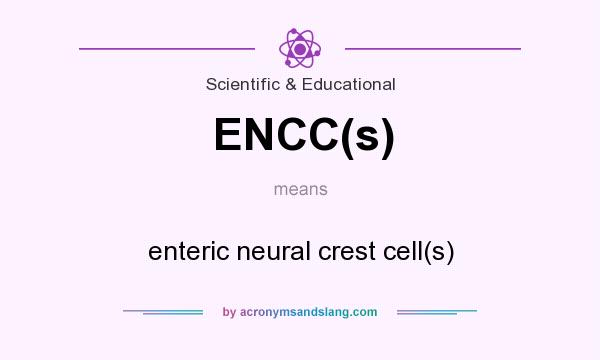 What does ENCC(s) mean? It stands for enteric neural crest cell(s)