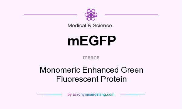 What does mEGFP mean? It stands for Monomeric Enhanced Green Fluorescent Protein