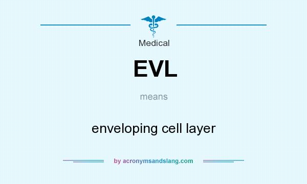 What does EVL mean? It stands for enveloping cell layer