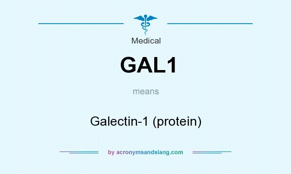 What does GAL1 mean? It stands for Galectin-1 (protein)