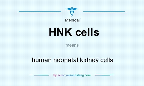 What does HNK cells mean? It stands for human neonatal kidney cells