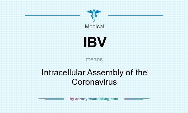 What does IBV mean? It stands for Intracellular Assembly of the Coronavirus