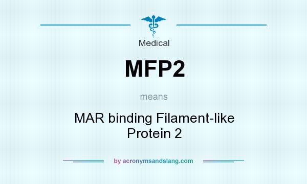 What does MFP2 mean? It stands for MAR binding Filament-like Protein 2