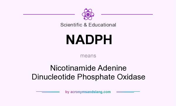 What does NADPH mean? It stands for Nicotinamide Adenine Dinucleotide Phosphate Oxidase