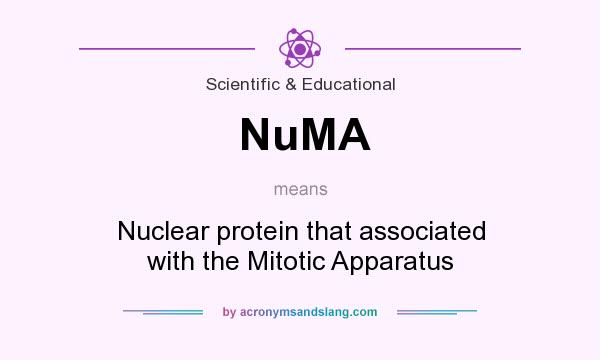 What does NuMA mean? It stands for Nuclear protein that associated with the Mitotic Apparatus