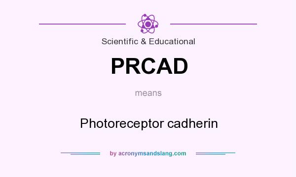 What does PRCAD mean? It stands for Photoreceptor cadherin
