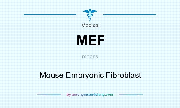 What does MEF mean? It stands for Mouse Embryonic Fibroblast