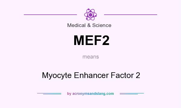 What does MEF2 mean? It stands for Myocyte Enhancer Factor 2