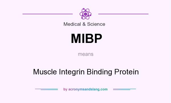 What does MIBP mean? It stands for Muscle Integrin Binding Protein