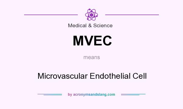 What does MVEC mean? It stands for Microvascular Endothelial Cell
