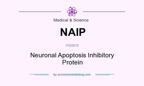 What does NAIP mean? It stands for Neuronal Apoptosis Inhibitory Protein
