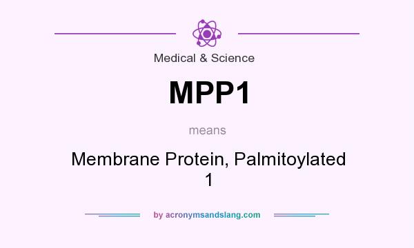 What does MPP1 mean? It stands for Membrane Protein, Palmitoylated 1
