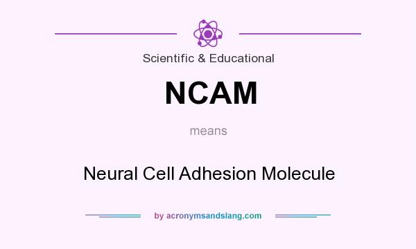 What does NCAM mean? It stands for Neural Cell Adhesion Molecule