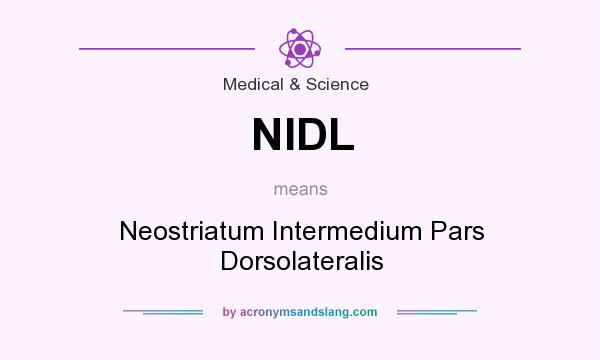 What does NIDL mean? It stands for Neostriatum Intermedium Pars Dorsolateralis