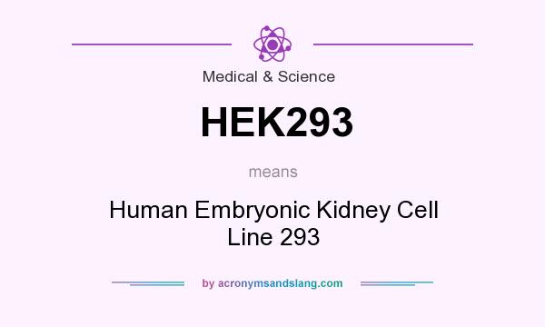 What does HEK293 mean? It stands for Human Embryonic Kidney Cell Line 293