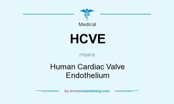 What does HCVE mean? It stands for Human Cardiac Valve Endothelium