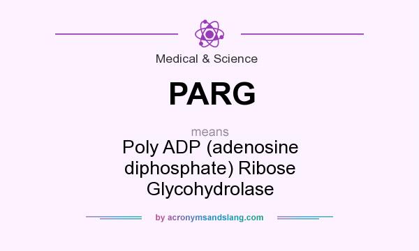 What does PARG mean? It stands for Poly ADP (adenosine diphosphate) Ribose Glycohydrolase