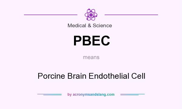 What does PBEC mean? It stands for Porcine Brain Endothelial Cell