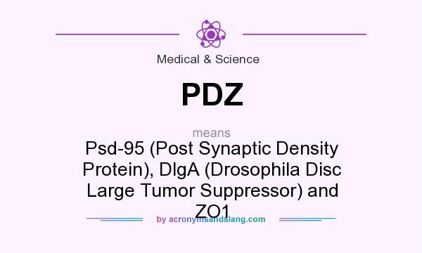 What does PDZ mean? It stands for Psd-95 (Post Synaptic Density Protein), DlgA (Drosophila Disc Large Tumor Suppressor) and ZO1