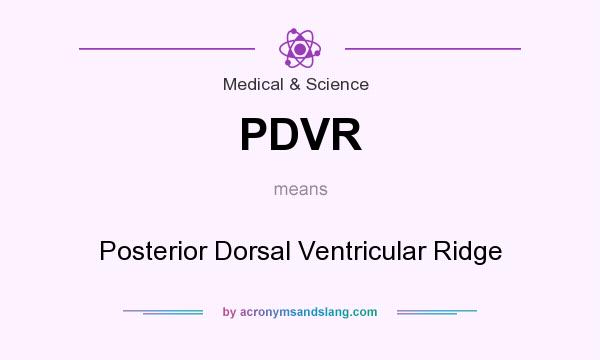 What does PDVR mean? It stands for Posterior Dorsal Ventricular Ridge
